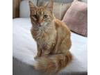 Adopt Marmalade a Domestic Medium Hair