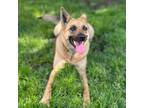 Adopt BONNIE a German Shepherd Dog, Mixed Breed