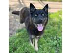 Adopt KARA a German Shepherd Dog, Mixed Breed