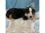 Adopt SNAZZY a Border Collie, Mixed Breed