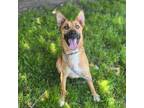 Adopt CLEO a Pit Bull Terrier, German Shepherd Dog
