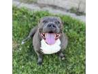 Adopt CALI a Pit Bull Terrier