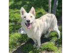 Adopt THALIA a German Shepherd Dog