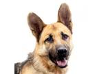 Adopt SMARTY a German Shepherd Dog