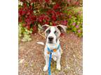 Adopt Bebee a Pit Bull Terrier