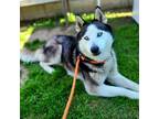 Adopt LUNA a Siberian Husky