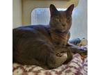 Adopt VIOLET a Russian Blue