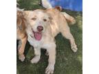 Adopt Soba a Wirehaired Terrier, Labrador Retriever