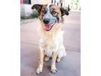 Adopt Sandy a Australian Shepherd, Mixed Breed