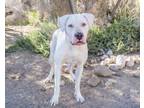 Adopt Toomey a Dogo Argentino, Boxer