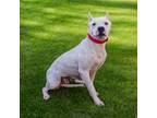 Adopt Yadira a Dogo Argentino, Mixed Breed