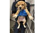 Adopt JENNY a Labrador Retriever, Mixed Breed