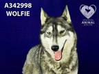 Adopt WOLFIE a Siberian Husky