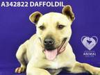 Adopt DAFFODIL a Pit Bull Terrier