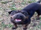 Adopt Dog a Shar-Pei, Mixed Breed