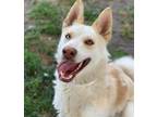 Adopt Dog a Siberian Husky