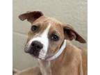 Adopt Dog a Pit Bull Terrier, Mixed Breed