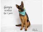 Adopt Dog a German Shepherd Dog