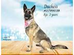 Adopt Dog a Belgian Shepherd / Malinois, Mixed Breed