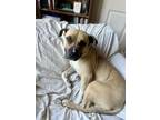 Adopt Fiona a Labrador Retriever, Staffordshire Bull Terrier