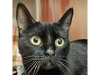 Adopt Jennipurr Aniston a Domestic Short Hair