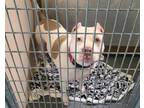 Adopt CHI CHI a Pit Bull Terrier