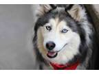 Adopt Misty Luna a Siberian Husky