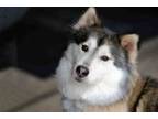 Adopt Allie a Siberian Husky