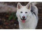 Adopt Minnie a Siberian Husky