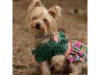 Adopt Tiana a Yorkshire Terrier