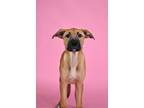 Adopt Duffie a Mastiff