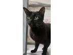 Adopt Minky a Domestic Short Hair