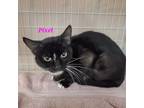 Adopt Pixel a Domestic Short Hair