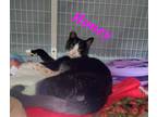 Adopt Honey a Domestic Short Hair