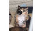 Adopt Calie a Domestic Medium Hair