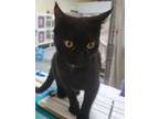 Adopt Shadow a Domestic Short Hair