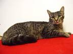 Adopt IRIS a Domestic Short Hair