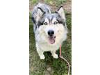 Adopt ARTEMISIA a Alaskan Malamute, Mixed Breed