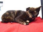 Adopt ZINNIA a Domestic Short Hair