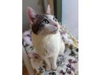 Adopt Marble a Domestic Short Hair