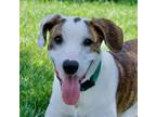 Adopt Patty a Hound, Pit Bull Terrier