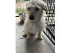 Adopt Gabby a Terrier, Mixed Breed