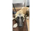 Adopt Tannisha a Shepherd, Mixed Breed