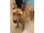 Adopt Delphi a Pit Bull Terrier, Mixed Breed