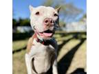 Adopt Neji a Pit Bull Terrier