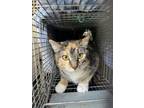 Adopt GALA 1 a Domestic Medium Hair