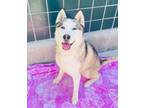 Adopt WILLOW a Siberian Husky