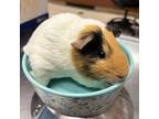 Adopt UNKNOWN a Guinea Pig