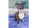 Adopt CLARABELLE a Pit Bull Terrier, Mixed Breed