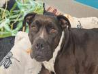 Adopt CLARABELLE a Pit Bull Terrier, Mixed Breed